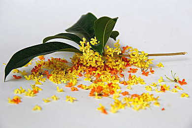 蜜桃视频伦理：都市狂飙抉择之路，驾驶与道德交织的竞速新体验-2