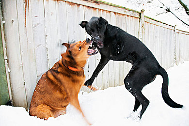日批发软件免费下载安装tiktok：虚拟大陆货运大亨，从卡车司机到物流帝国主宰-2
