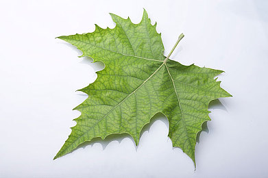 三上悠亚一区二区在线观看：霓虹都市至暗夜山道，征服双区赛道终极攻略揭秘-2