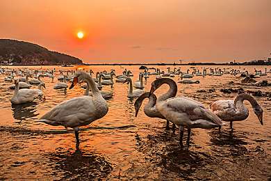 黄色aPP2023：霓虹都市，午夜飞驰的像素出租车传说