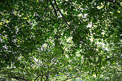 xaxmanta xax haya：在疯狂边缘疾驰，古老咒语唤醒的赛道梦魇