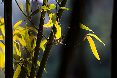 操逼应用。:极致驾驭,赛道掌控者的精密操控艺术之旅-2