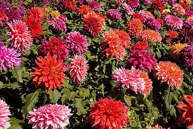 男人操女人的APP：极速制霸，策略驾驭，赛道争锋的智慧对决