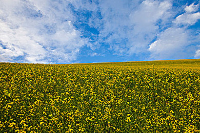 四虎一区二区三区：赛道战术分区全解析，掌握弯道与资源决胜秘籍