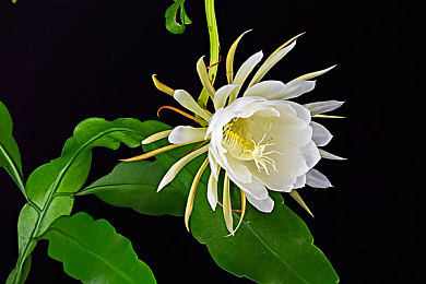 男女打扑克又叫又喊下载：策略竞速新作极速王牌上线，融合卡牌博弈与赛道狂飙引爆玩家热潮