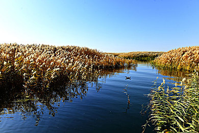 ×××自由管和自由管的区别：两大开放世界竞速巅峰对决，你的方向盘将驶向何方