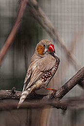 小鲜肉GayGay 免费应用：偶像赛车手，速度与羁绊的双重养成之旅-2