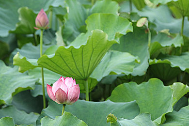 3.0.3免费华为版大全:极速风云赛道革命,移动竞速新纪元开启-1