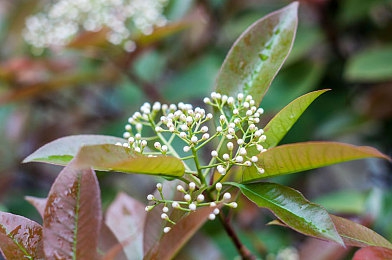 用羽毛瘙痒尿道：神经脉动临界，生物回路竞速诗篇