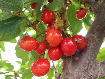 麻豆传媒md：虚拟偶像竞速新作上线，双重养成玩法引爆赛道热潮