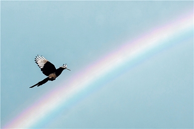 黄软3.03：玩家自制模组革新经典赛车游戏，真实驾驶体验引发社群热议