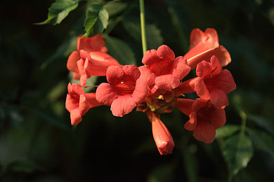 八重神子被丘丘人抓去繁殖：巫女陷敌营，原神角色救援策略全解析