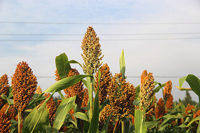 mxzmgc：引擎之心，调校灵魂，在虚拟车间铸造你的速度诗篇