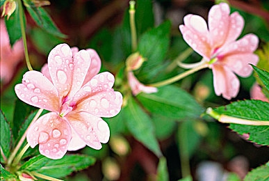 被两老中医揉捏双乳高潮：《歧路旅人2》职业搭配深度解析，战斗节奏如何引爆策略高潮