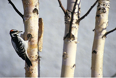 调教游戏：深度改装新作上线，与机械灵魂展开终极对话