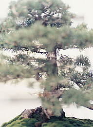 生物课老师把我JJ拿了出来：《生化变异机械觉醒》深度解析，双线改造系统开启载具进化新纪元