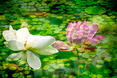 黄色APP下载3.03每天无限次：突破限制，畅享无拘无束的赛道飞驰新体验-2