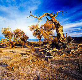 管鲍之交分拣：双人货运，颠簸之路铸就无间默契-2