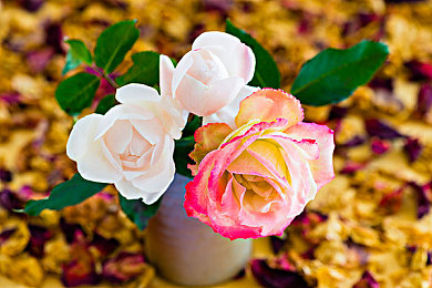 3.0.3免费华为版破解大全免费下载 手机搜狐:极速梦想,正版竞速的荣耀之路-1