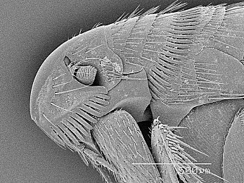 99热这只有精品：极限竞速地平线5终极调校指南，打造满评分传奇座驾