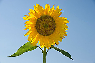 王者荣耀女英雄没有小内没有小爱心：竞技美学革新，战场女将设计更趋实战风范-1