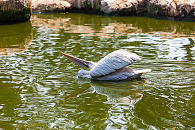 疯狂多人性交派对：极速碰撞派对今日上线，五十人同场竞技引爆狂野竞速新潮流