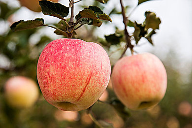 第一次挺进老师的黑森林游戏特色：墨色枝桠间的低语，一场心灵蜕变的隐喻探索之旅