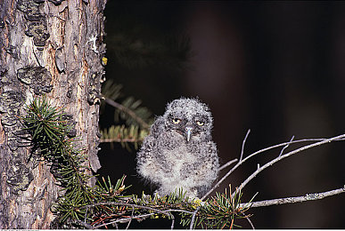 男生操女生的App：谐音梗引爆热议，赛道女神以人机协同革新竞速游戏体验