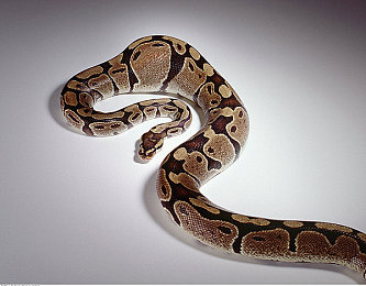 sm男奴：《极速奴役：赛道之主》今日上线，揭秘征服未来赛道的终极策略