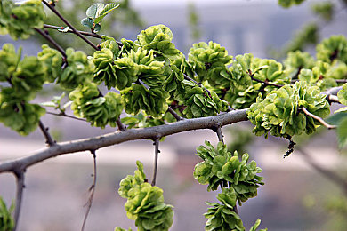 苏州晶体公司ios：驾驭动态晶格，指尖竞速引爆策略狂飙新体验