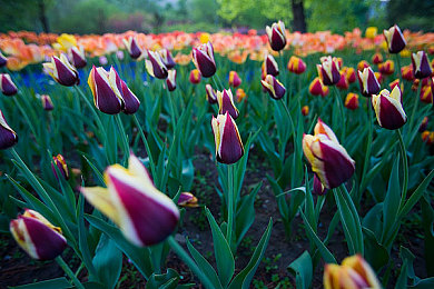学院中暂停时间1-4顺序：时空凝滞竞速新作发布，校园赛道暗藏解谜玄机