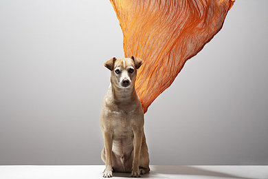 黄色软件app3.0.3免费oppo版大全装扮每日更新苹果：街头涂鸦大师，你的移动艺术改装日记