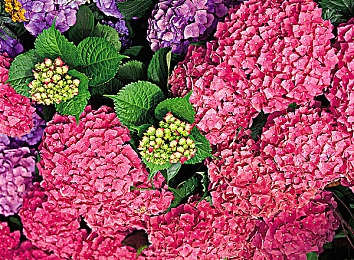 哔哩哔哩情侣进入高峰期：虚拟世界携手，现实关系共鸣的双人旅程