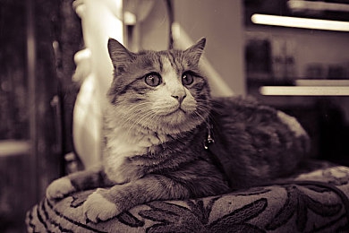 火辣辣福利社：夜幕下的叛逆赌局，街头狂飙与警方围捕的终极博弈