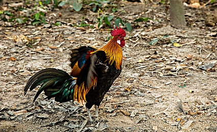 女人与公拘交酡全：极速搭档，都市暗影中的竞速同盟与法治协奏