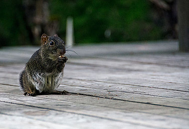 欧美屁眼：极限竞速地平线5高难度弯道完全攻略，精准刹车与走线技巧全解析
