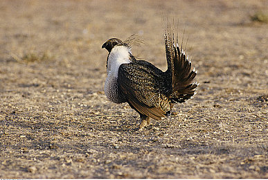 受虐狂 极端 奴役 鞭刑：硬核赛车新作登场，挑战拟真驾驶的痛感与征服美学
