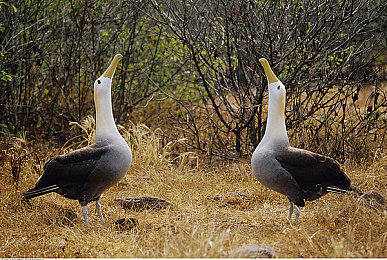 艳女：霓虹都市中的极速传说，揭秘竞速冒险新篇章-1