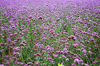 污黄软件：征服泥泞赛道全攻略，尘埃拉力赛极致驾驶技巧揭秘-1