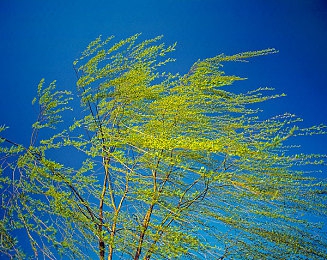 绅士RPG游戏安卓汉化像素风格：复古点阵中的成熟叙事，移动端角色扮演新体验