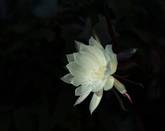 王者荣耀女角色无小爱心照片：当战甲拂去粉黛，竞技场升起别样星辰