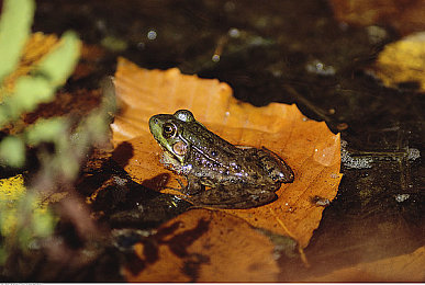 火影忍者h版：疾风传极速追击深度评测，查克拉竞速颠覆传统玩法-2