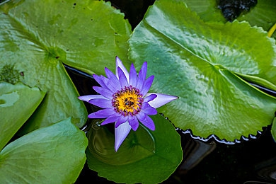 50黄色软件：黄金车队集结，征服地平线五的视觉盛宴