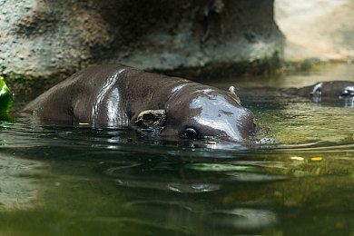 被按摩师按到高潮：《极限驾驶：神经脉冲》正式发售，用触觉革命重新定义赛车游戏沉浸感-1