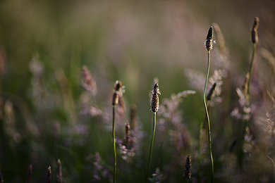 在床上打扑克的APP：极速牌手赛道风云，用卡牌策略点燃你的竞速激情