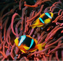 色依依成人：方向盘后的心灵旅程，公路上的情感叙事诗