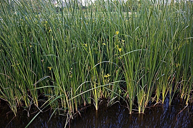 成人av教育:极速引擎,机械诗篇,赛道上的理性浪漫-1