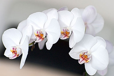 火爆社区向日葵iOS：融合竞速与社区养成，向日葵赛车手在iOS掀起虚拟邻里狂潮-2