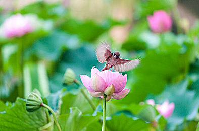 小黄鸭app下载,防风险软件安装免费：卡通赛道疾驰中植入安全守护新体验