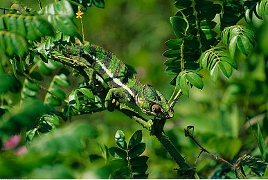 成人淫色东京热APP下载:夜幕霓虹,都市极速狂飙风云录-2